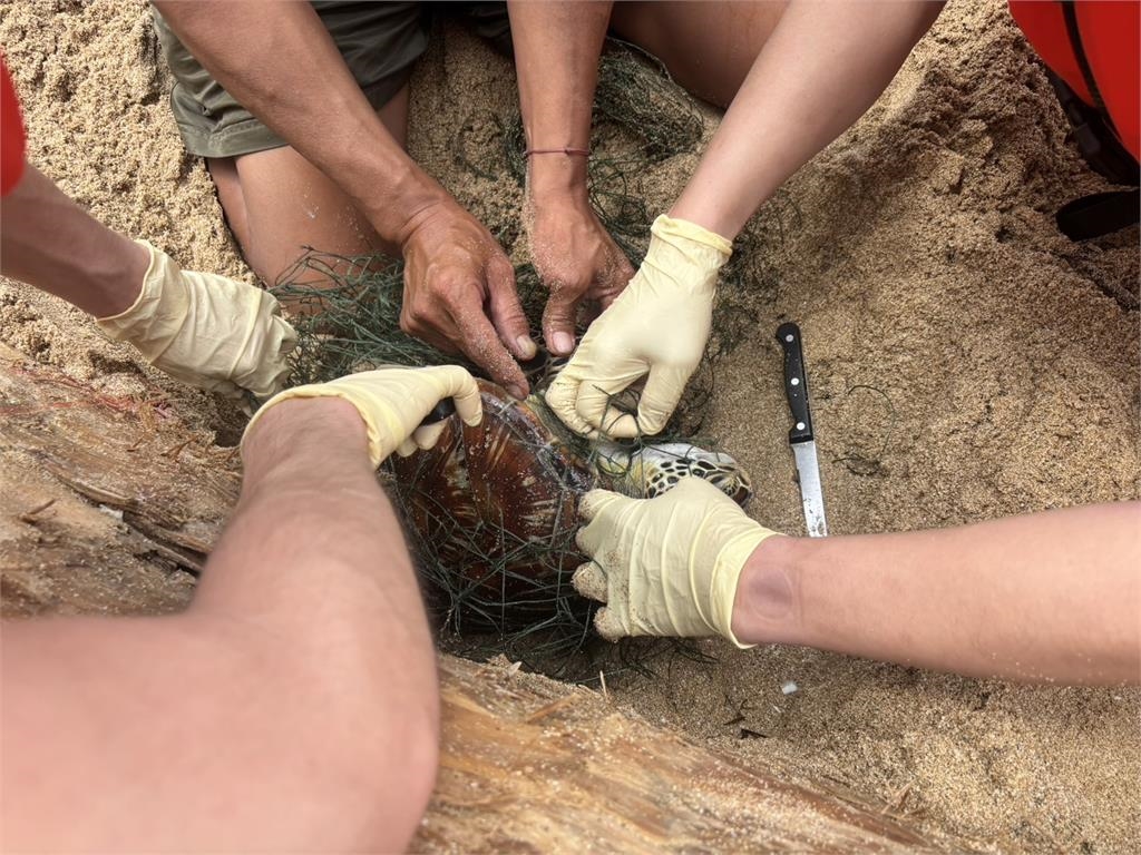快新聞／歷劫重生！綠蠵龜「蛤仔」脫困康復　大武崙沙灘感動野放      