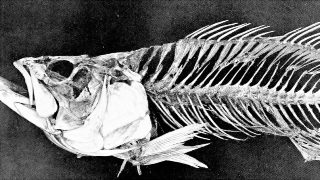 魚刺、骨頭是「廚餘or垃圾」傻傻分不清？環保局親揭迷思曝：一堆人丟錯！
