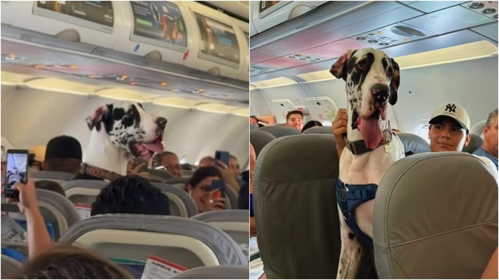 搭飛機驚見「黑白巨獸」乘客全看傻　身形竟比人高「10秒畫面」網瘋傳