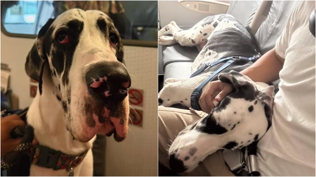 搭飛機驚見「黑白巨獸」乘客全看傻　身形竟比人高「10秒畫面」網瘋傳