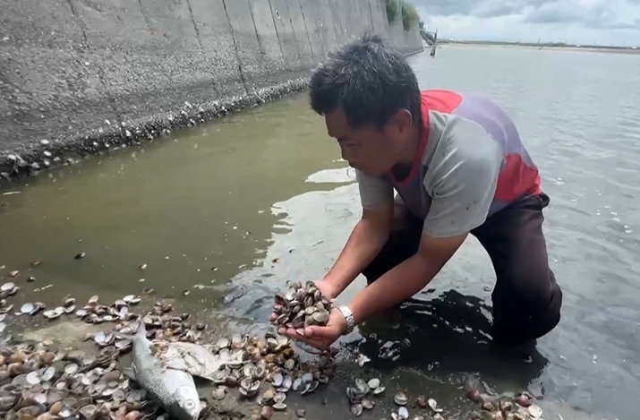 連續豪雨沖淡養殖池　　文蛤開口笑全死了