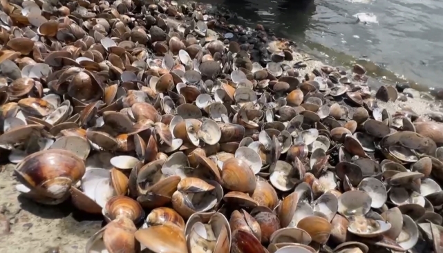 連續豪雨沖淡養殖池　　文蛤開口笑全死了