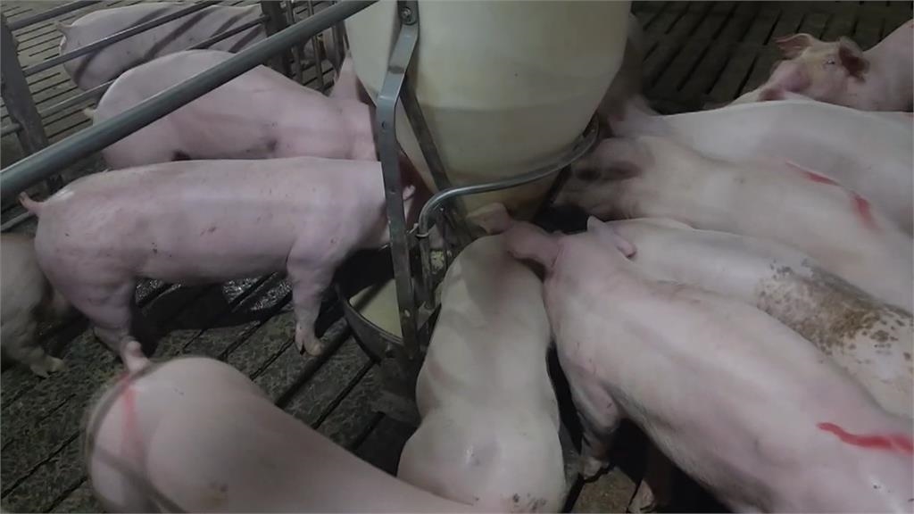 全國豬隻供應吃緊!宜蘭肉商公會宣布「週休4天」