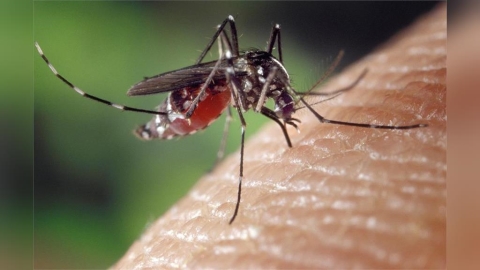 網傳屈公病恐「人傳人」? 疾管署急澄清「不會」:應避免病媒蚊孳生