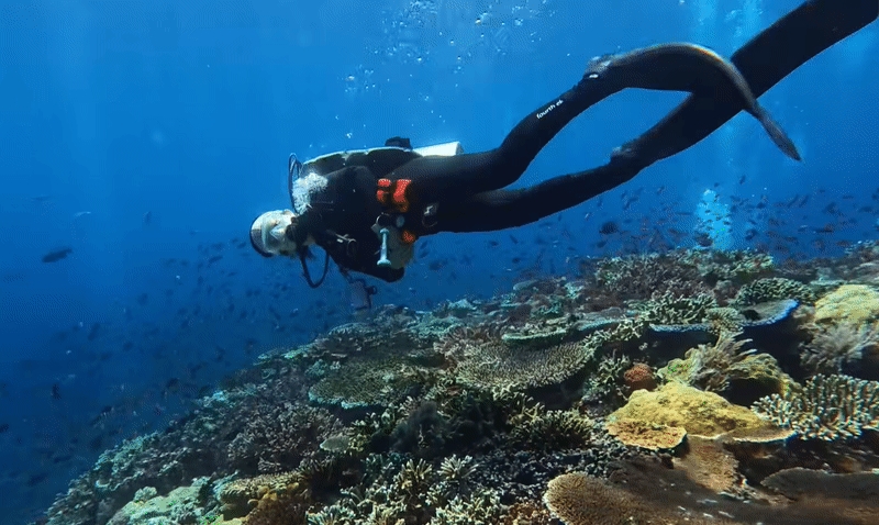 鄭家純「跟中國人共處」轉頭批台灣人?當日本人妻3年「下海片」流出