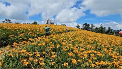 好美！花蓮赤科山、六十石山金針花盛開　遊客：很像來到小瑞士