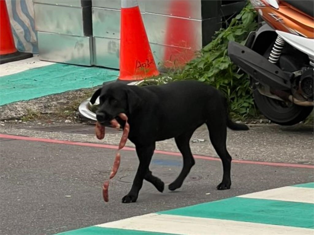 基隆最萌外送員!小黑「叼香腸過馬路」魔性步伐笑翻網:表情驕傲超欠拍