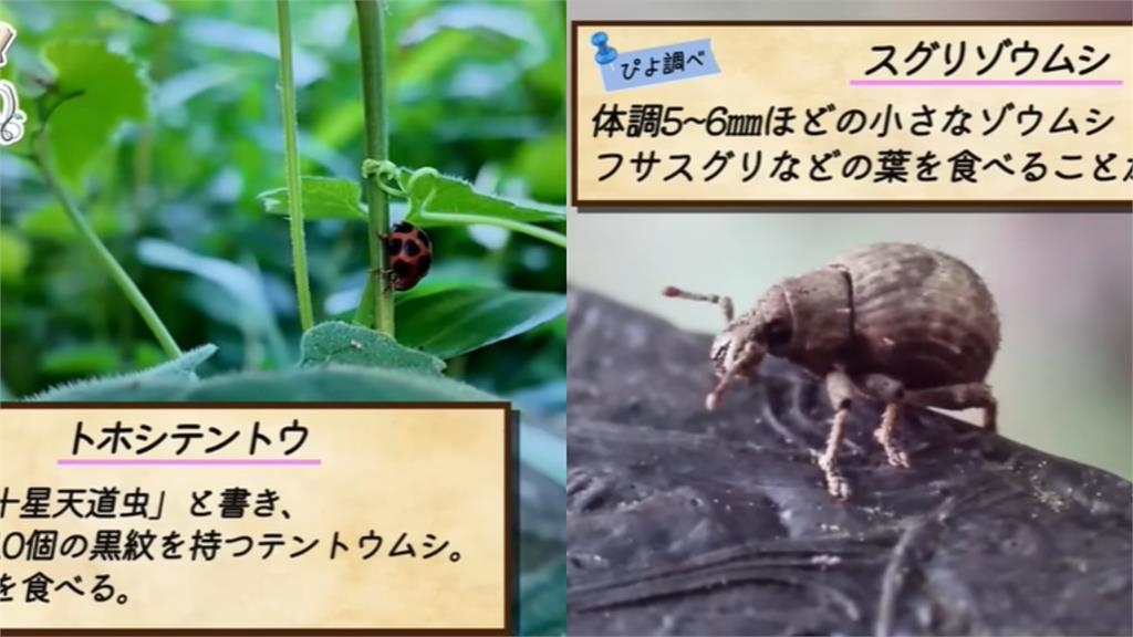 日本超反差20歲「昆蟲系萌妹」暴紅！徒手抓蛇「淡定零尖叫」網看呆