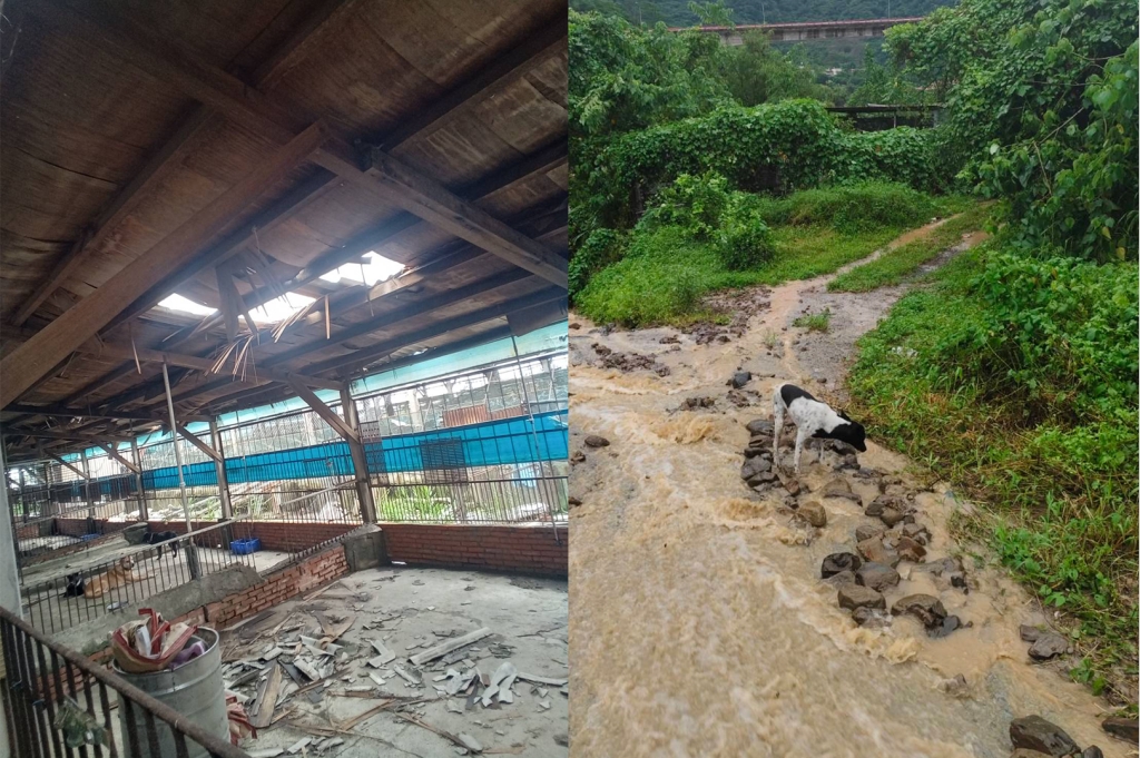 大雨重創南部！戲劇女神.最帥猛男攜手救災 暖心重建毛孩家園