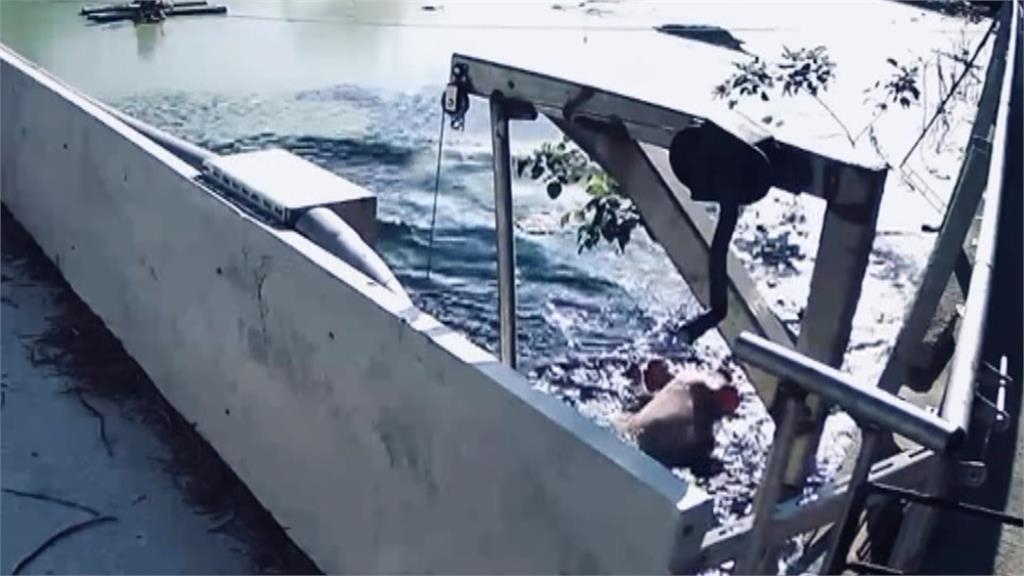 豬急也會跳牆還會游泳？　豬農首見驚呆直呼長知識