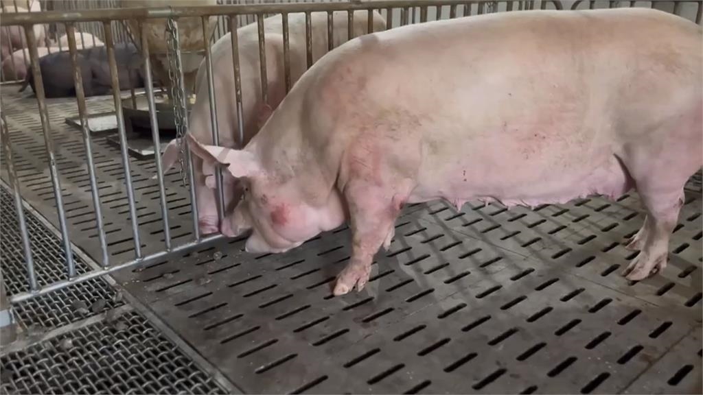 豬急也會跳牆還會游泳？　豬農首見驚呆直呼長知識