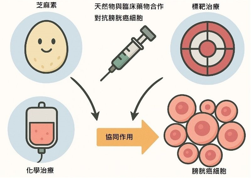 不用二選一！　中西合併也能精準治療醫癌症