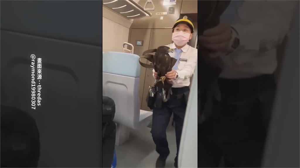 台鐵區間車驚現老鷹搭「霸王車」　女站務人員徒手抓鷹放飛