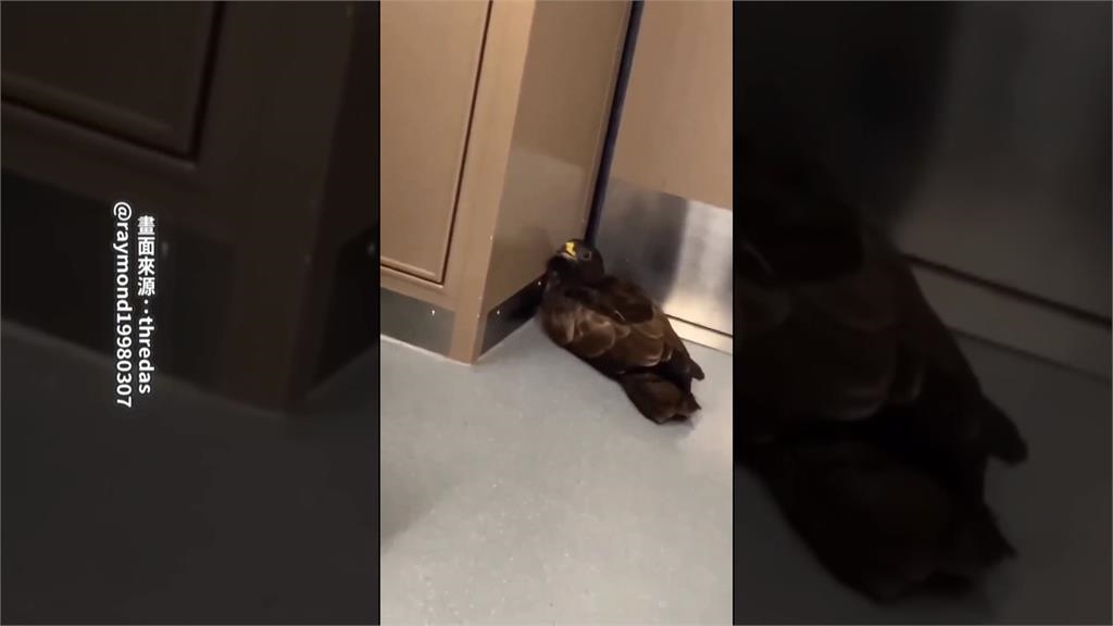 台鐵區間車驚現老鷹搭「霸王車」　女站務人員徒手抓鷹放飛