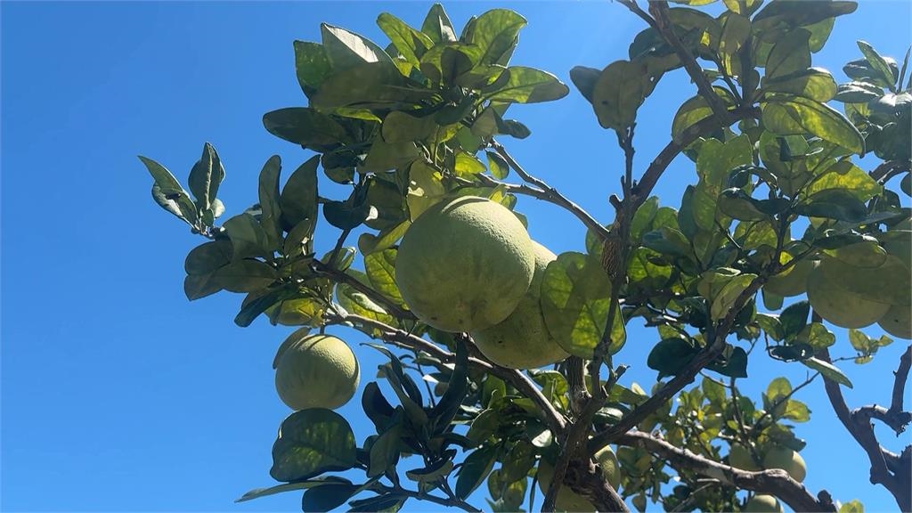 楊柳快閃網傳"台南文旦園泡水" 求證果農:未受太大損失