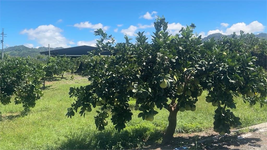 楊柳快閃網傳"台南文旦園泡水" 求證果農:未受太大損失