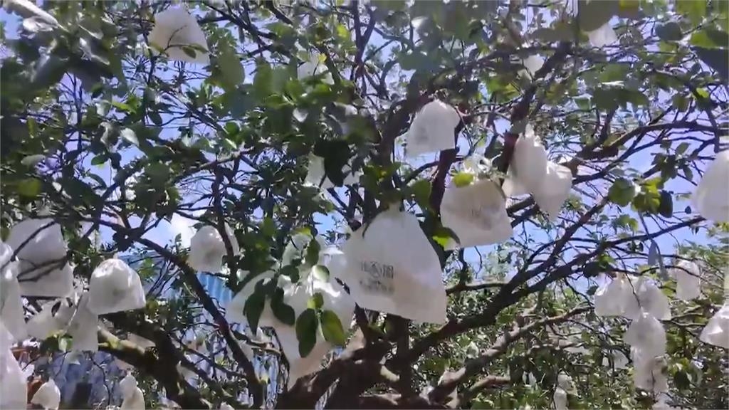 楊柳快閃網傳"台南文旦園泡水" 求證果農:未受太大損失