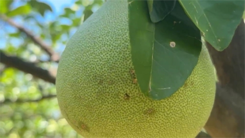 楊柳快閃網傳"台南文旦園泡水" 求證果農:未受太大損失