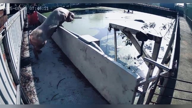 母豬翻牆跳進魚塭逃跑　飼主目睹驚嘆：長知識了！