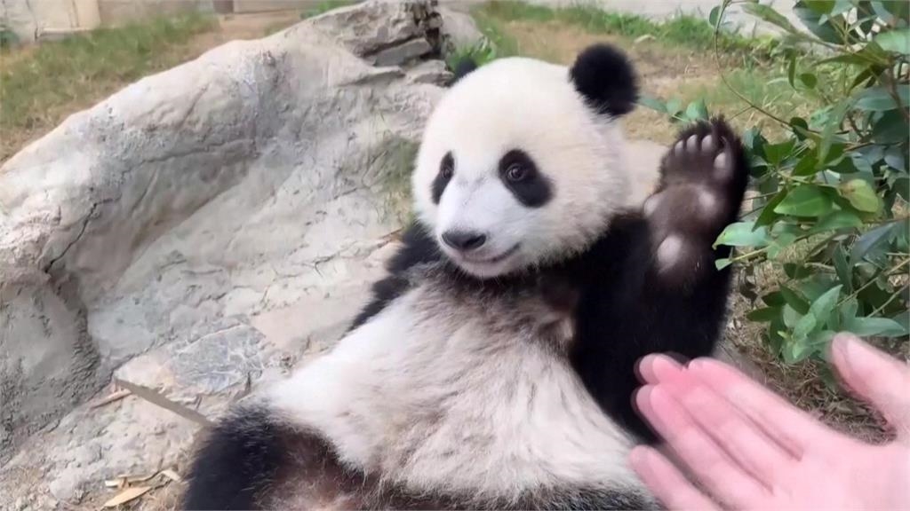 香港貓熊龍鳳胎「加加、得得」　歡度1歲生日趴