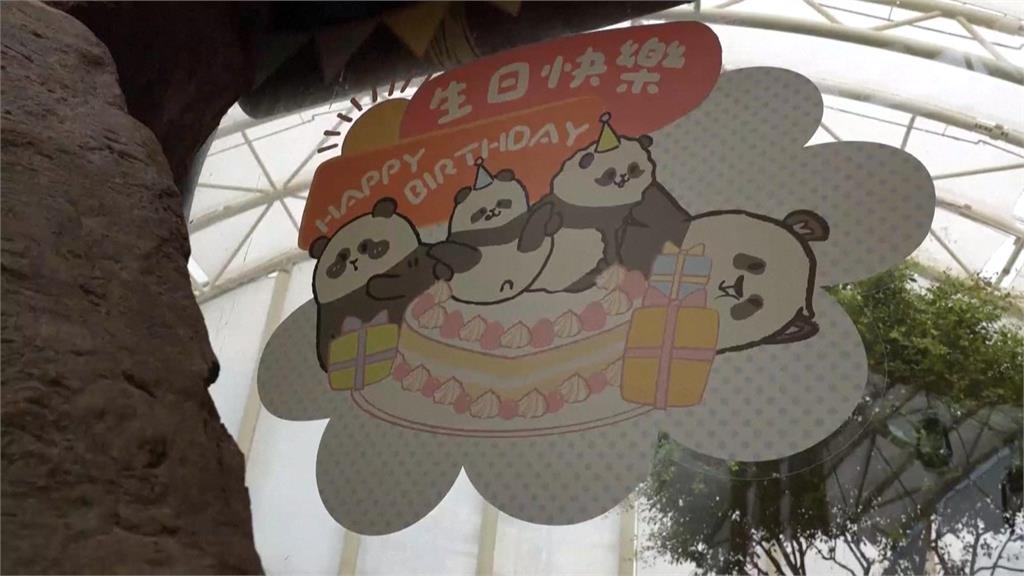 香港貓熊龍鳳胎「加加、得得」　歡度1歲生日趴