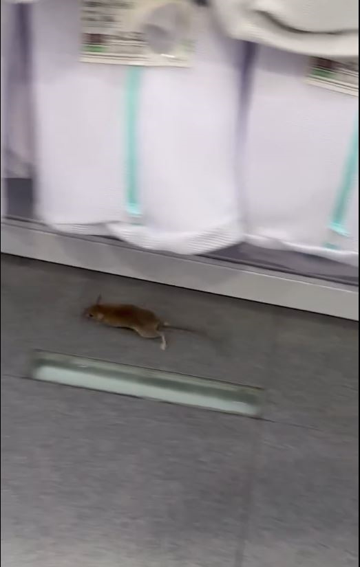 新北百貨老鼠逛大街　商店趴趴走　電扶梯當跑步機　