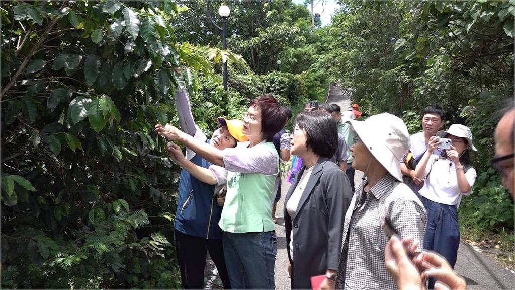 蟲蟲危機！　琉璃蟻版圖擴張入侵民宅