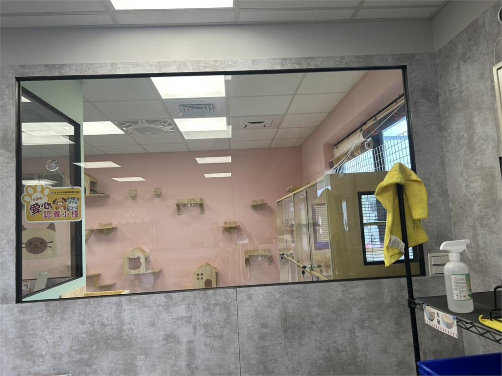 快新聞／動保處新招！「認養小棧」首次結合餐廳　兩個月內3毛孩找到新家