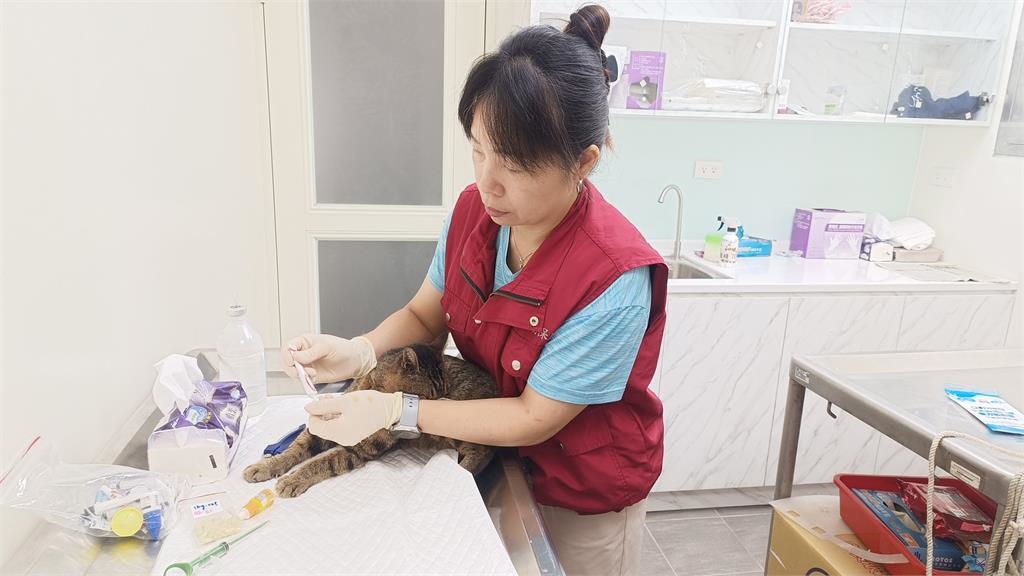 快新聞／動保處新招！「認養小棧」首次結合餐廳　兩個月內3毛孩找到新家