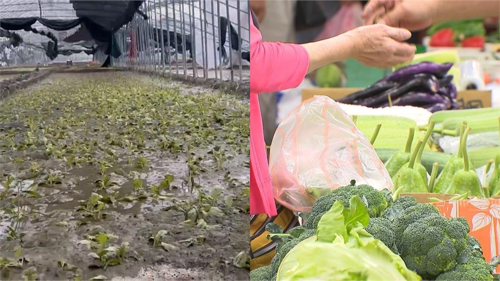 颱風豪雨淹水後「飆速復活」強勢回歸 「1強菜」重返低價網嗨喊:買到3把50!