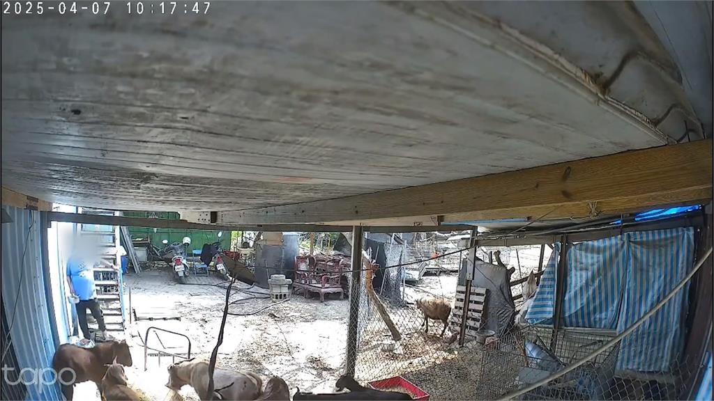 彰化羊群暴斃！疑土地糾紛　飼主控地主疑下藥毒死羊