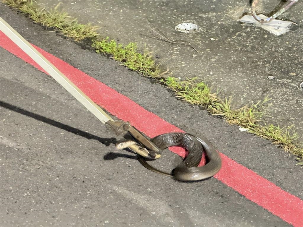 你後面有「蛇」！高雄上半年竟抓獲1369隻　「眼鏡蛇排名第2」這1區抓最多