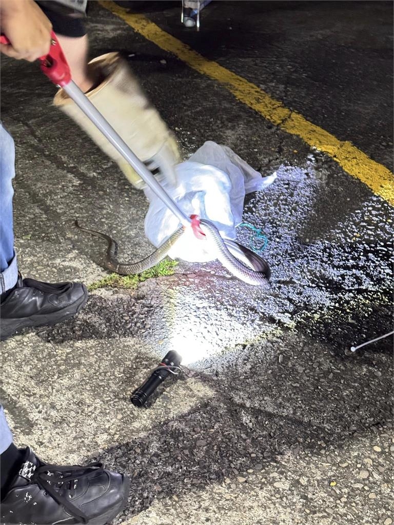 你後面有「蛇」！高雄上半年竟抓獲1369隻　「眼鏡蛇排名第2」這1區抓最多