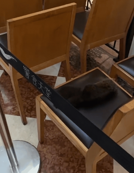 台中吃到飽餐廳驚現「鬧場松鼠」！跳椅、爬紅龍還偷吃零食…店經理急守食物區