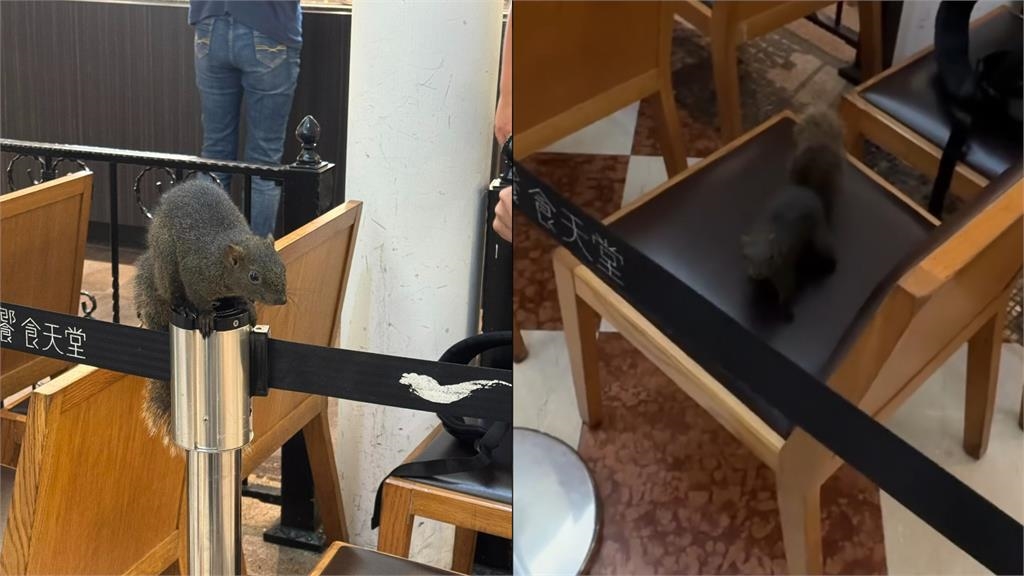 台中吃到飽餐廳驚現「鬧場松鼠」！跳椅、爬紅龍還偷吃零食…店經理急守食物區