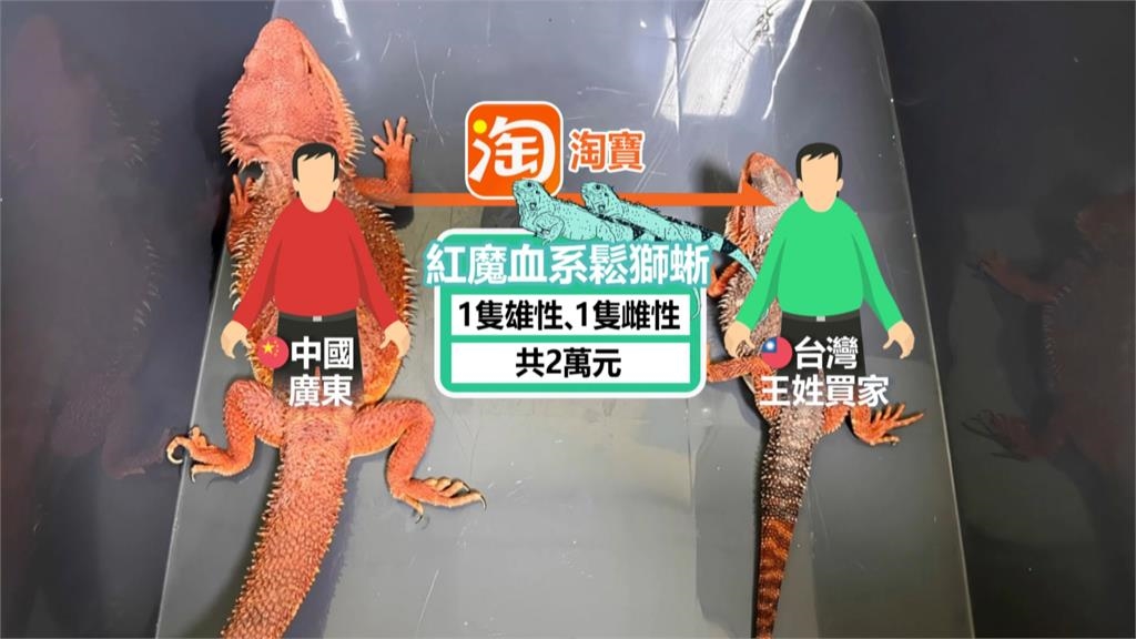 超商包裹竟跳出「鬆獅蜥」　中國賣家以「玩具」名義偷渡