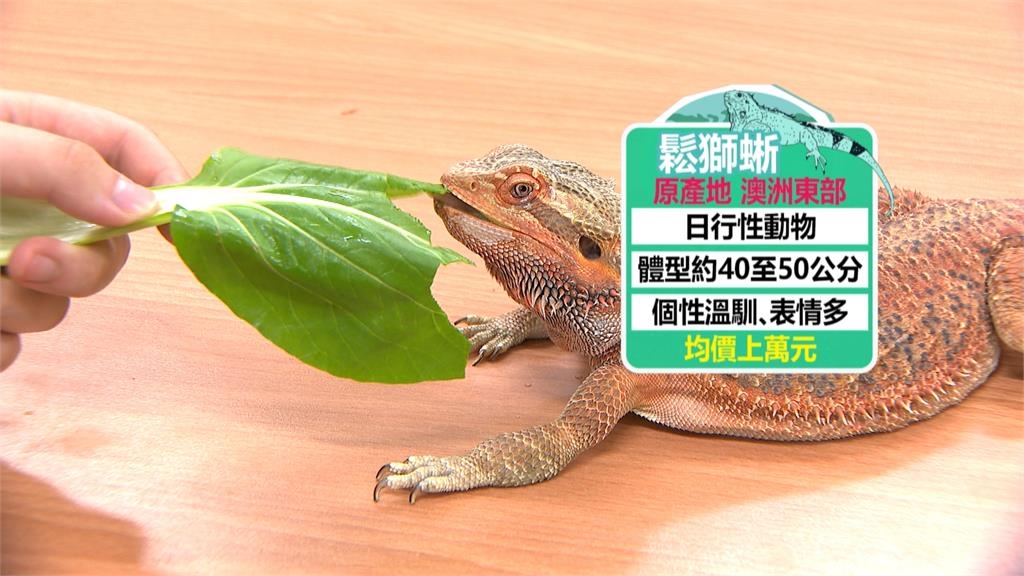 超商包裹竟跳出「鬆獅蜥」　中國賣家以「玩具」名義偷渡