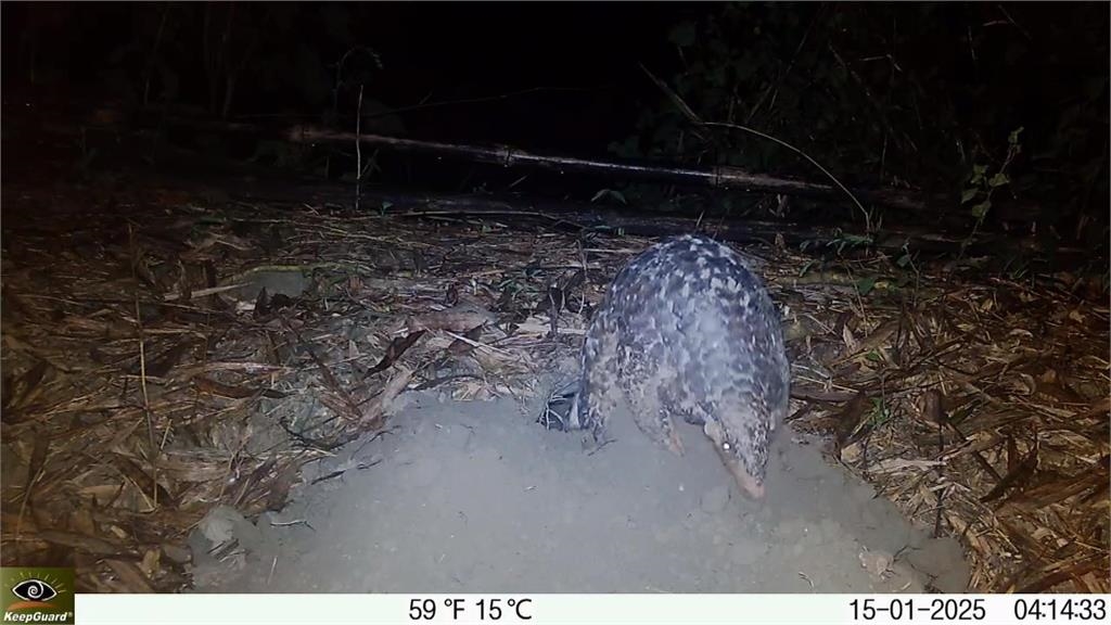 穿山甲死傷頻傳！　台南龍崎公園遊蕩犬氾濫「疑有人餵食」