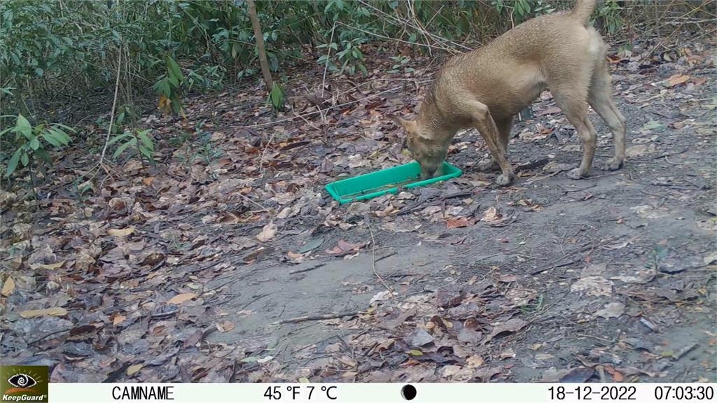 穿山甲死傷頻傳！　台南龍崎公園遊蕩犬氾濫「疑有人餵食」