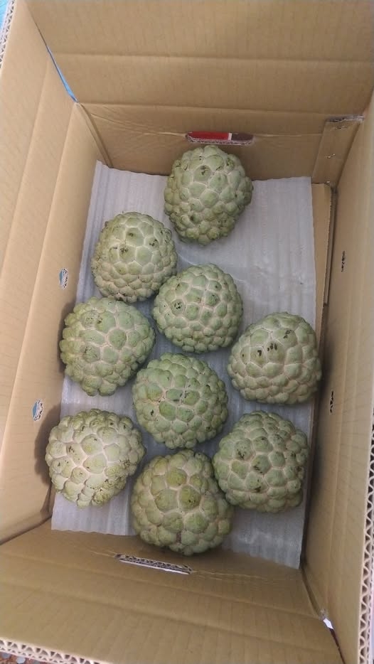 台灣1水果「像外星人分娩」日人看了都害怕！連館長也嫌棄：台人很少吃