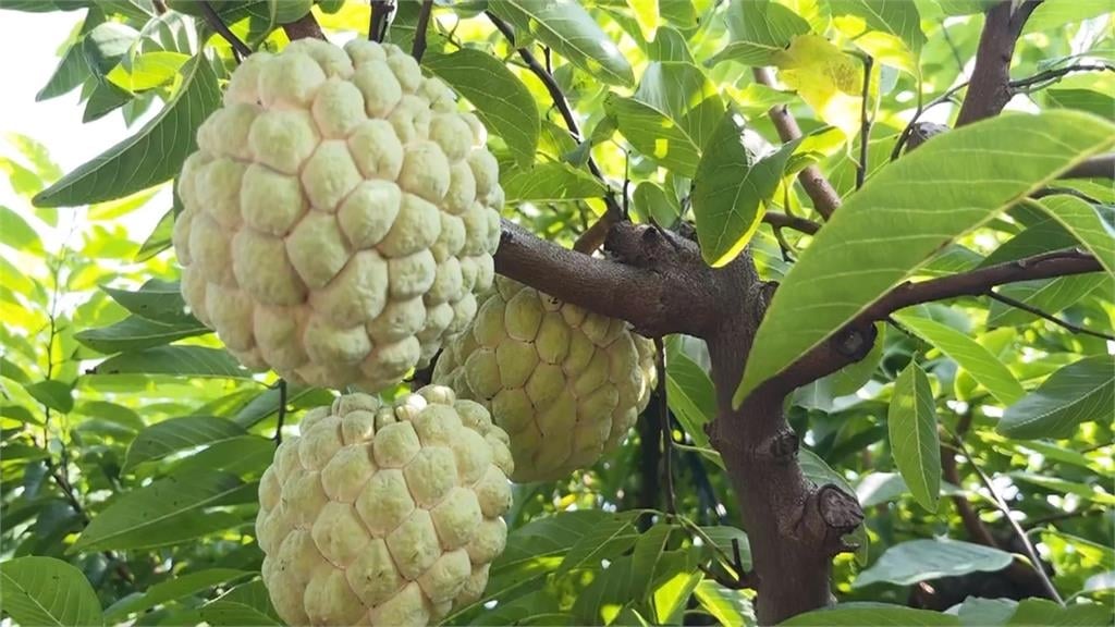 台灣1水果「像外星人分娩」日人看了都害怕！連館長也嫌棄：台人很少吃