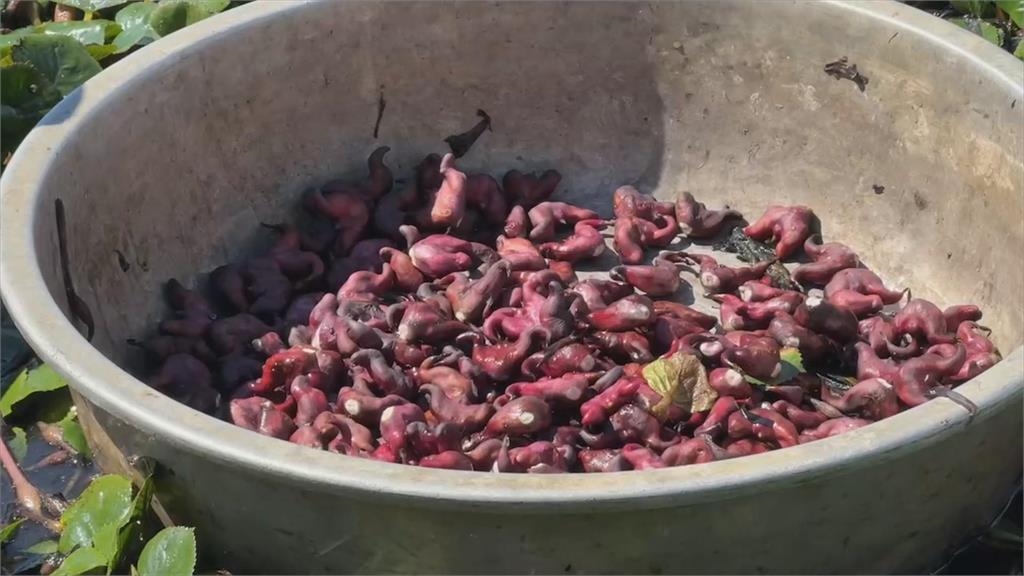吃魚也變貴　虱目魚價漲1~2成　虱目魚肚漲最多