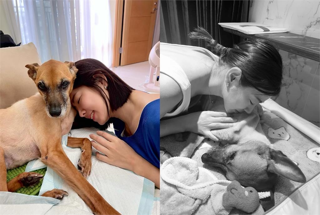米可白13歲愛犬癌逝2個月！突收「1驚喜禮物」哭喊：我的寶貝…全網噴淚