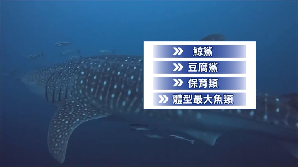 台東海岸驚見「小鯨鯊」擱淺死亡 身上疑似有切割傷口、相關單位將調查