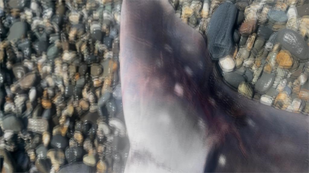 台東海岸驚見「小鯨鯊」擱淺死亡 身上疑似有切割傷口、相關單位將調查