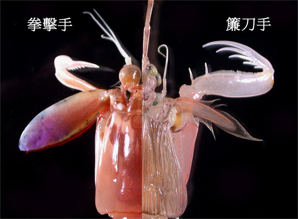 中國美食女網紅吃皮皮蝦遭「攻擊」！大哭畫面曝光陸網笑：互相傷害