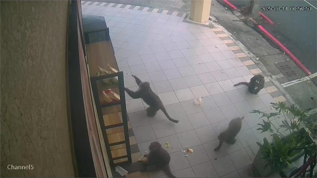 獼猴頻上門光顧「搶劫早餐店」　「翻箱倒櫃」店家超無奈