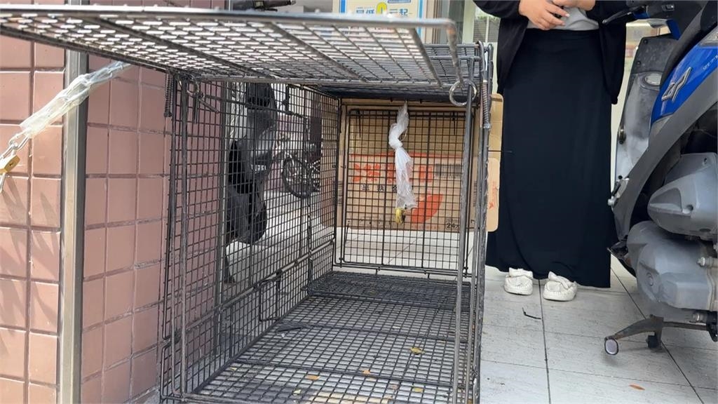 獼猴頻上門光顧「搶劫早餐店」　「翻箱倒櫃」店家超無奈