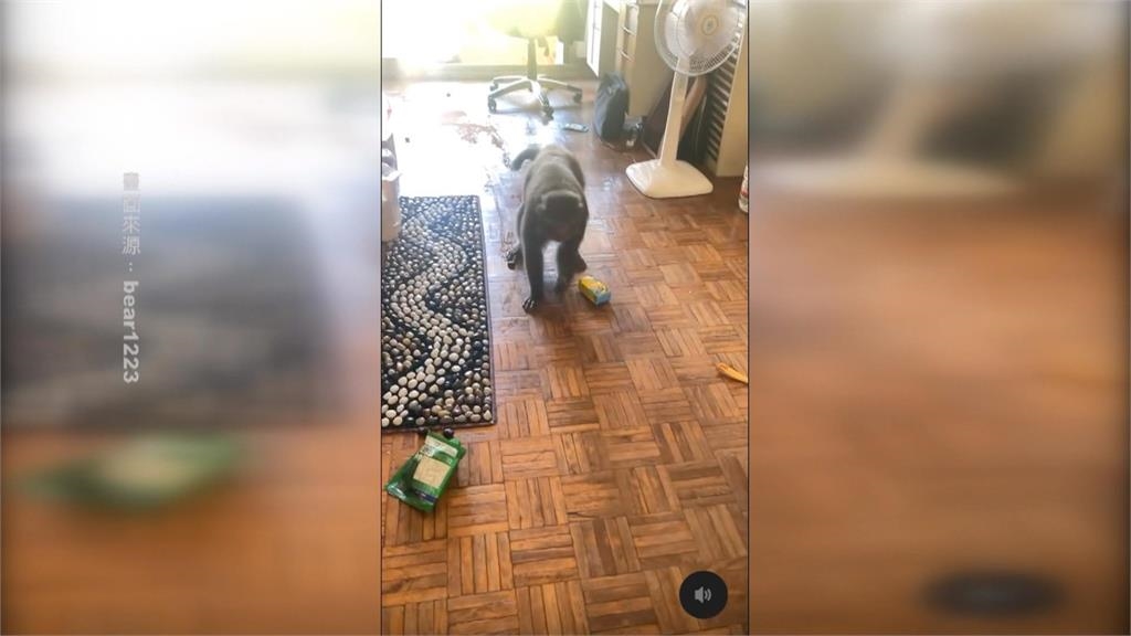 擋不住！柴山居民頻遭猴群「侵門踏戶」　闖宅、搶劫樣樣來
