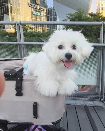 快新聞/不抽菸是為家人好!二手菸危害數據全曝光 寵物竟也淪為受害者